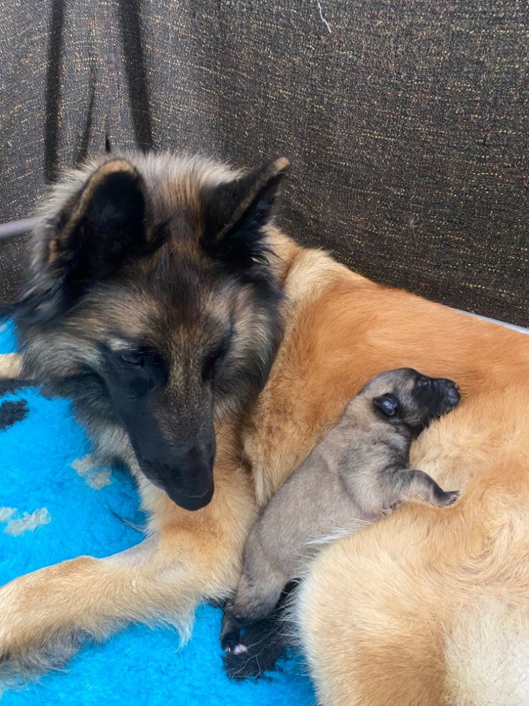 chiot Berger Belge De La Vallée Du Grand Chêne