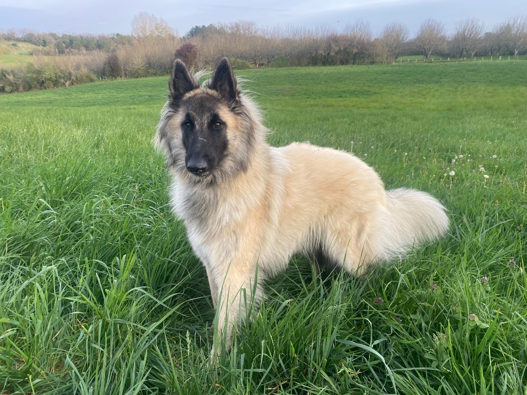 Vlinka De La Vallée Du Grand Chêne