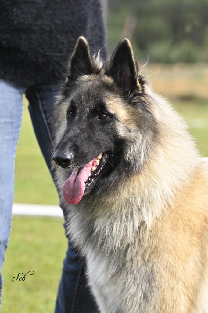 Vlinka De La Vallée Du Grand Chêne